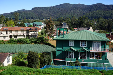 Green grass in the garden