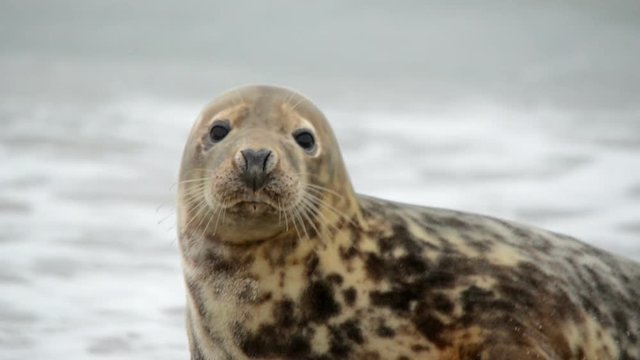 young grey seal watch out 11253
