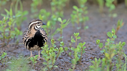 Bird, Rain Quail (Cotumix coromandelica) on the floor with littl