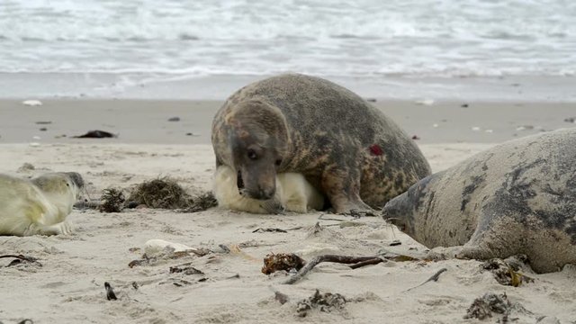 female grey seal reprimands her pup 11256
