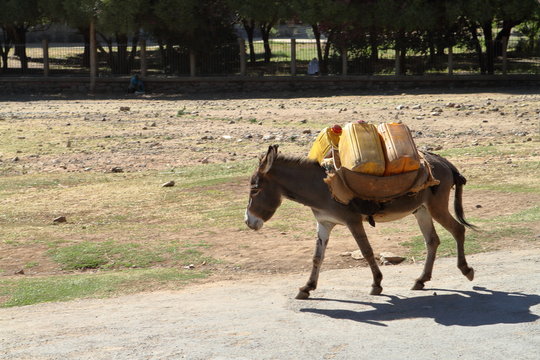 Warentransport mit einem Esel in Äthiopien