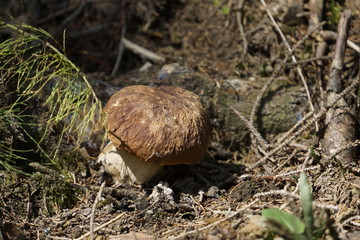 junger Steinpilz (Boletus edulis) im Wald