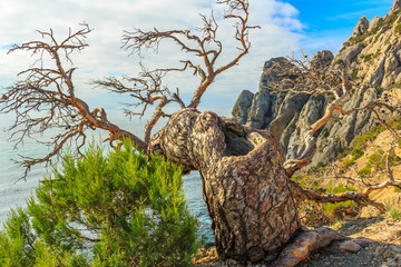 Fototapeta na wymiar Dry Crimean pine