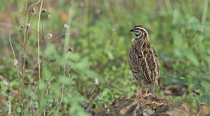 Bird, Rain Quail (Cotumix coromandelica) on the floor with little tree, Beautiful bird