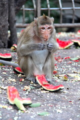 Naklejka premium Monkey enjoy to be eating watermelon.