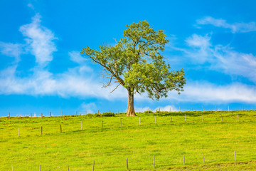 Fototapeta na wymiar view of a single tree on the meadow