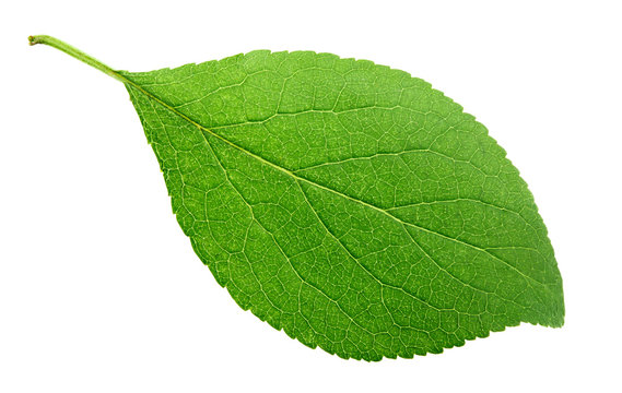 Green plum leaf isolated on white background with clipping path
