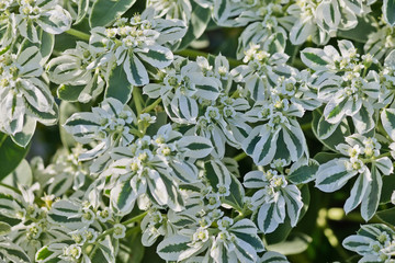 Euphorbia marginata bush with white and green striped leaves and flowers closeup
