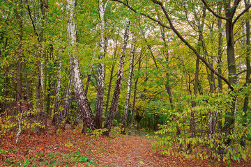 Yellow autumn forest with birches