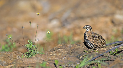 Bird, Rain Quail (Cotumix coromandelica) on a rock,Beautiful bir
