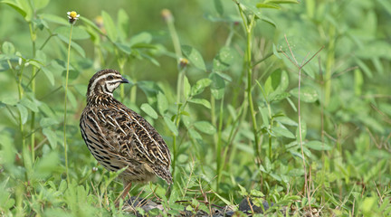 Bird, Rain Quail (Cotumix coromandelica) on the floor with little tree, Beautiful bird
