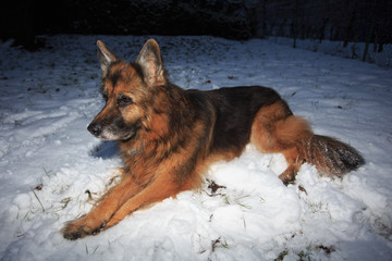 German shepherd playng in the snow