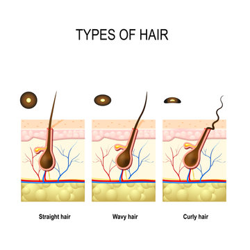 cross section of  Human skin layers with hair