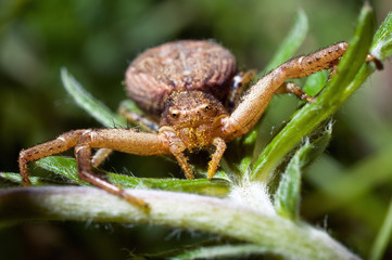 Garden spider portrait