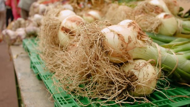 Harvest garlic on the counter at the farmers market