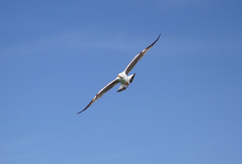 Seagull, soaring in the blue sky