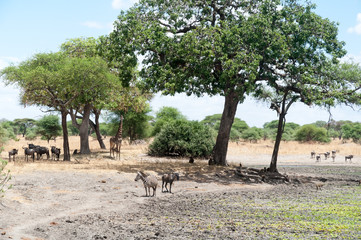 Plakat Animal on the Darangire National park in Tanzania, Africa