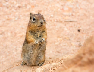 Ground squirell on sandy soil background.