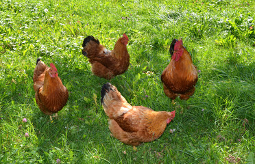 glückliche Hühner