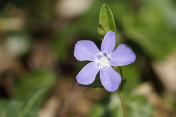 Immergr&uuml;n (Vinca minor) im Wald