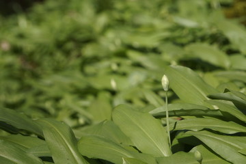 Bärlach im Wald - wild garlic in the forest