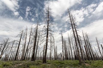 Naklejka premium Deadwood, ecology environment landscape.