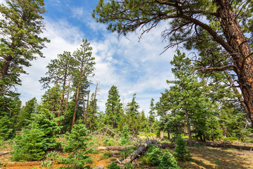 Pine tree forest with dry soil at Bryce Canyon