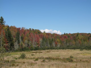 Fototapeta premium Fall