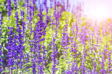 Obraz premium purple lavender flowers in the field