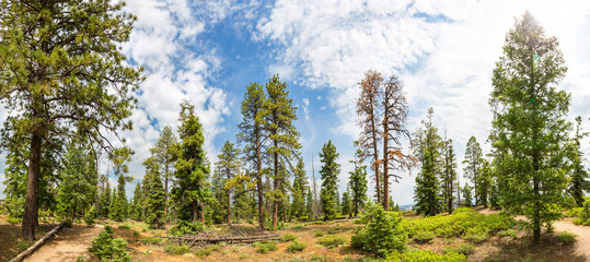 Pine tree forest with dry soil at Bryce Canyon