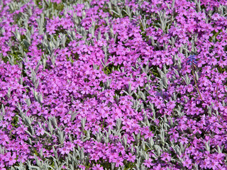 Obraz premium Polster-Phlox, Phlox subulata