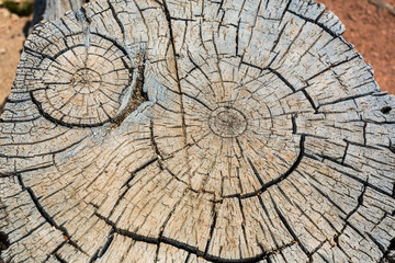 Closeup cutted wooden stump 