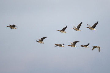 マガン(Greater white-fronted goose)