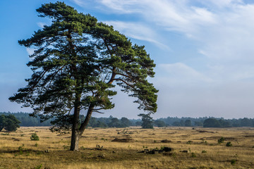 Landschaft des Nationalparks De Hoge Veluwe