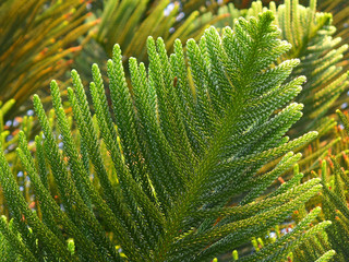 Vibrant Green Leaves of Columnar Araucaria or Cook Pine in the Afternoon Sunlight  © jobi_pro