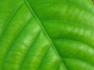 Closed up Texture of Vivid Green Tropical Tree Leaf in the Afternoon Sun Light 