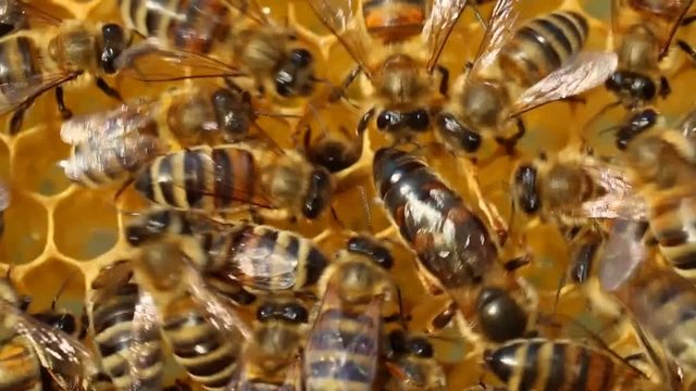 Queen bee moves honeycombs