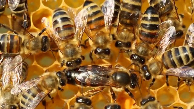 Queen bee moves honeycombs