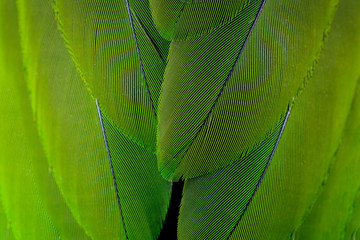 green feather background.