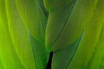 Cercles muraux Perroquet fond de plume verte.