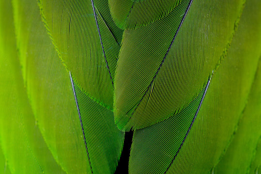 Beautiful Green Feathers As Background, Closeup. Color Of The Year 2019.  Free Image and Photograph 210938296.