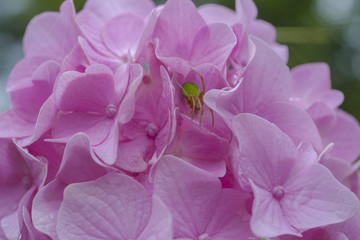 Naklejka premium アジサイに蜘蛛（サツマノミダマシ）