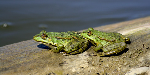 two green frogs