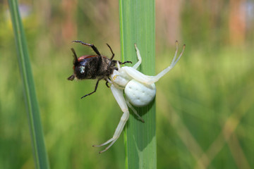 macro insect