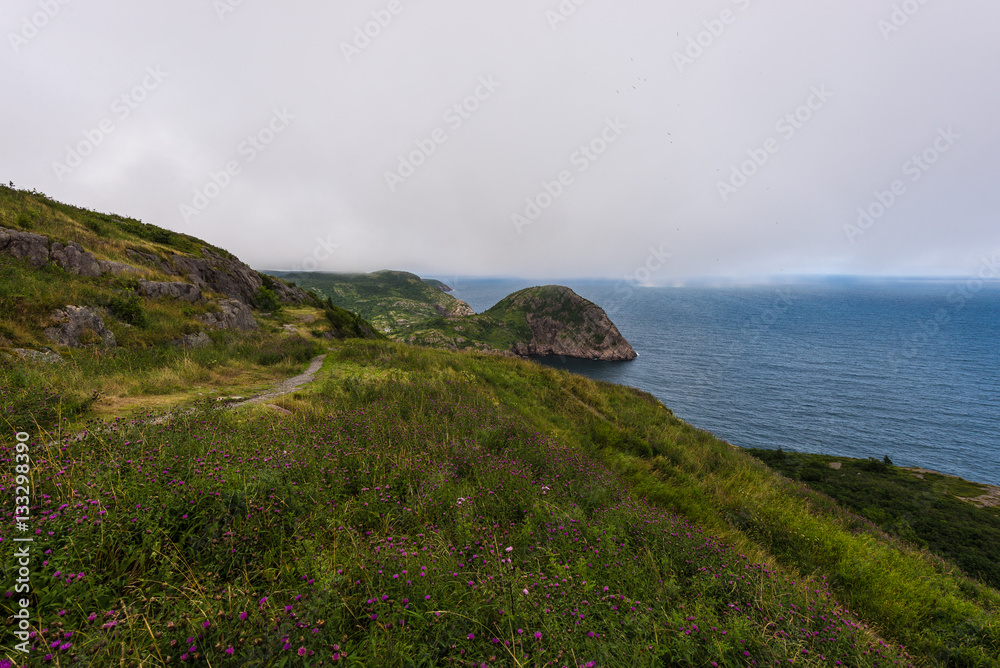 Wall mural newfoundland harbour