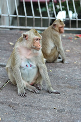 Fototapeta premium Mother monkey and baby monkey enjoy to play .