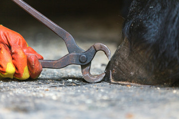 Horseshoer at work taking off an old horse shoe from a hoof.