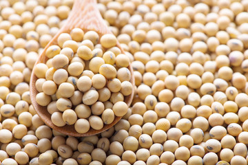 Soybean background. Soy.