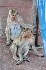 Mother monkey and baby monkey enjoy to play .
