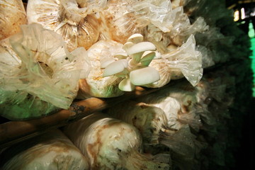 Cultivation of Grey oyster mushroomหง from spawn in farm.